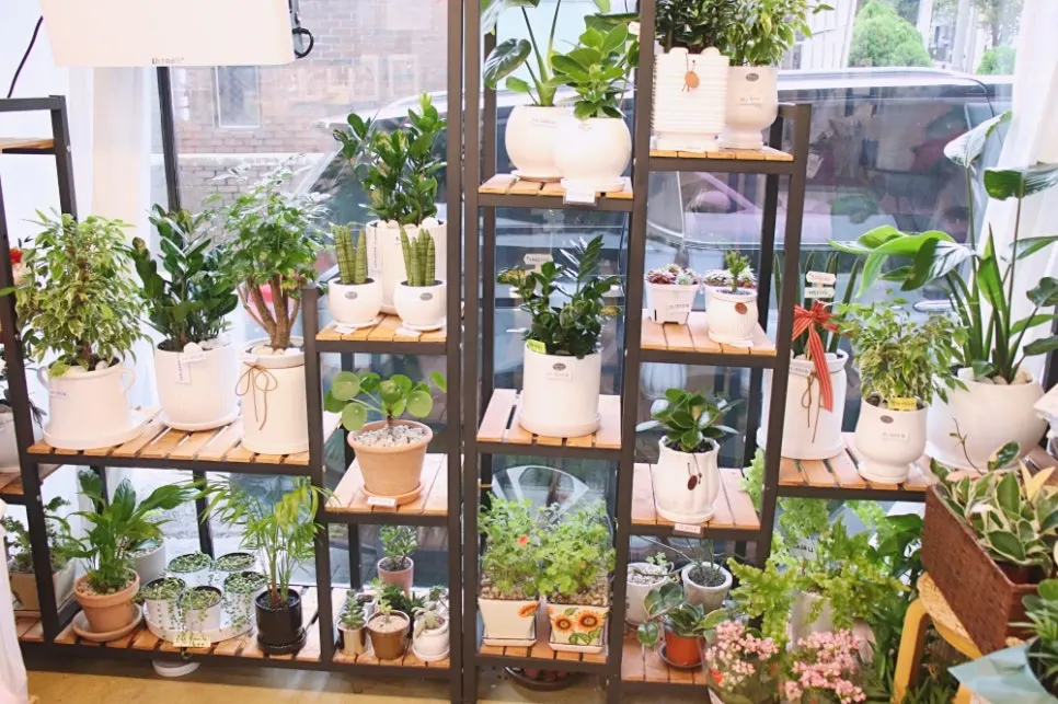 Various potted plants on display indoors