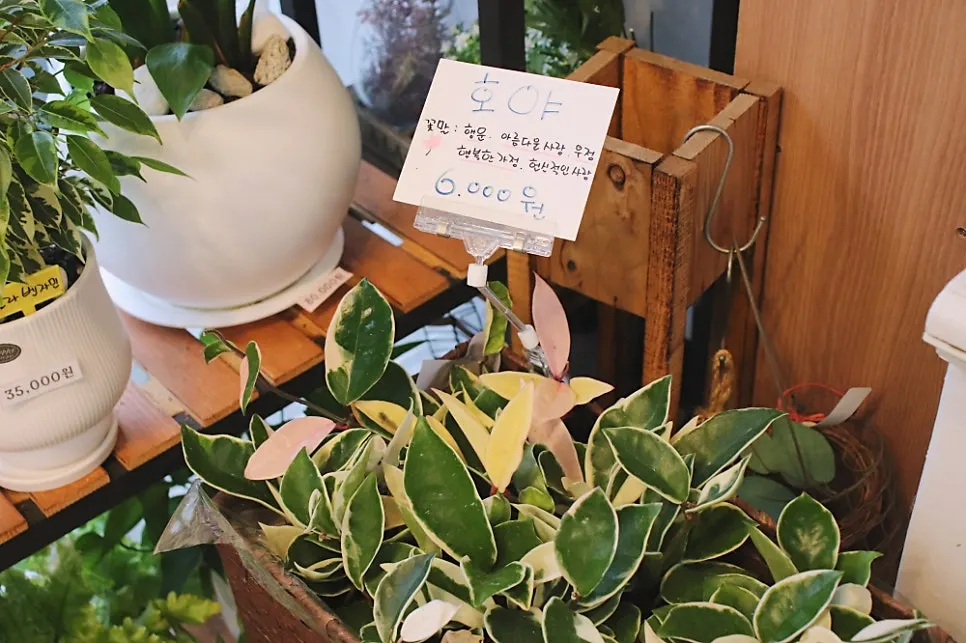 Green hanging plant corner