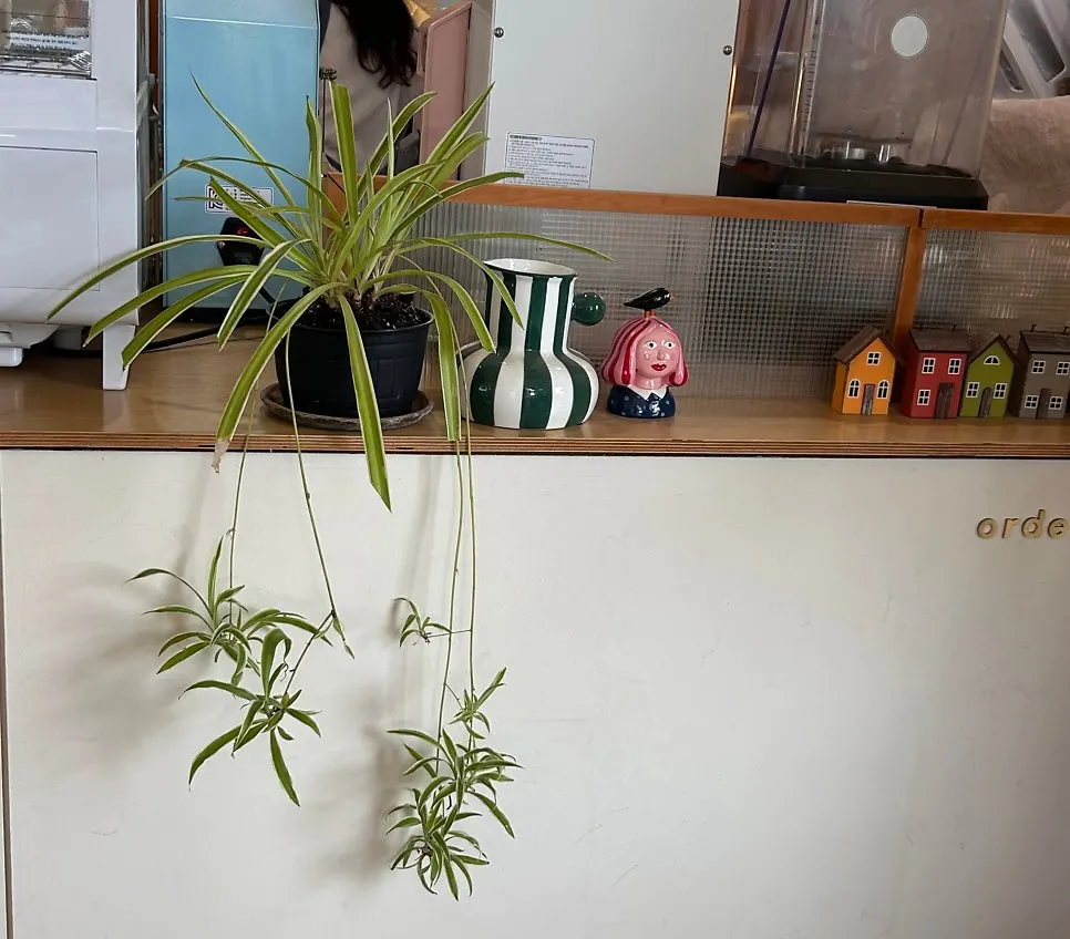 Café interior view with flowers and potted plants