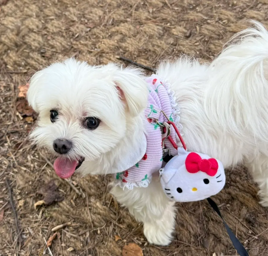 A dog walking along the trail at MUG