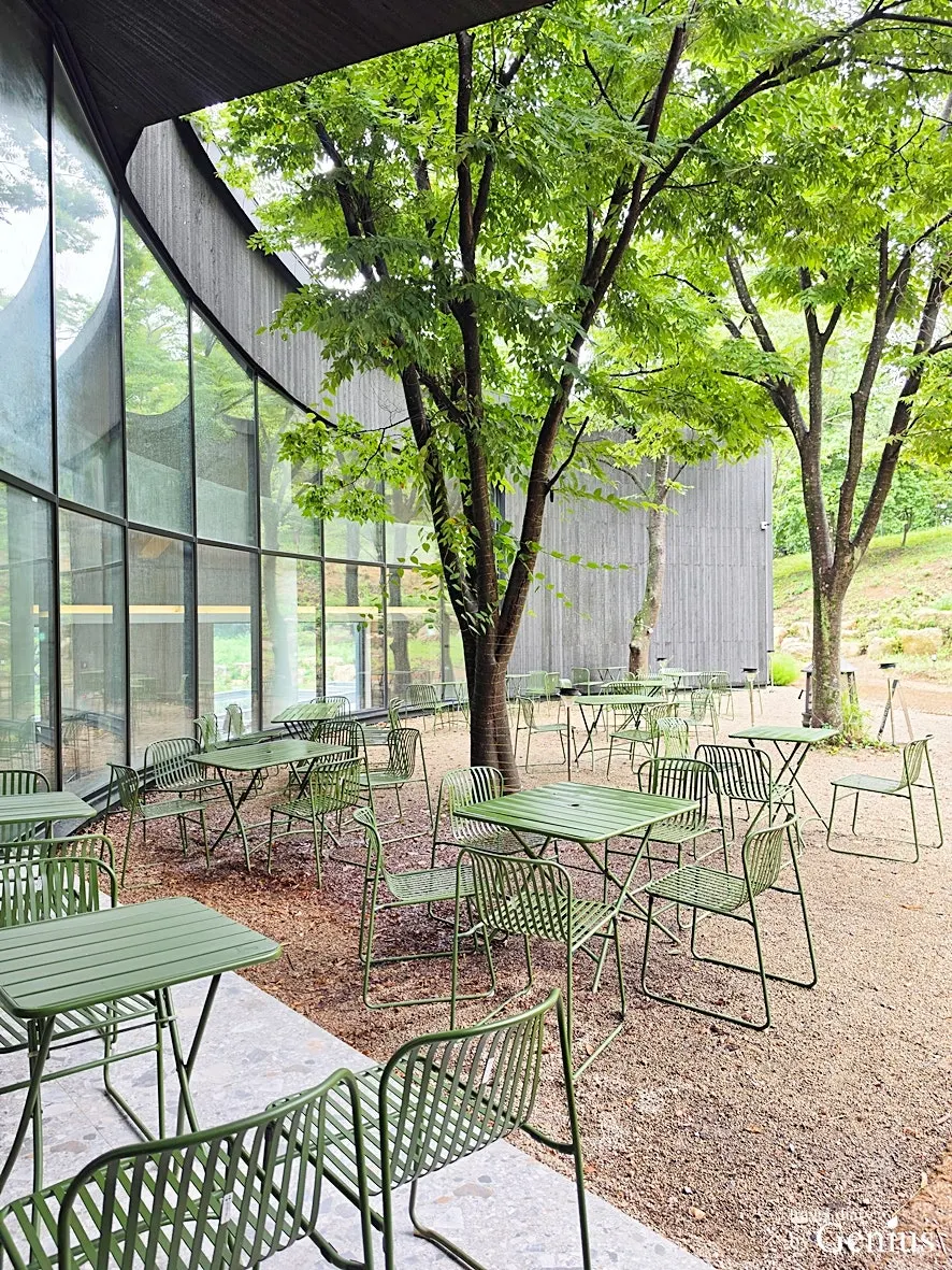 산불에서 살아남은 카페 먹 느티나무