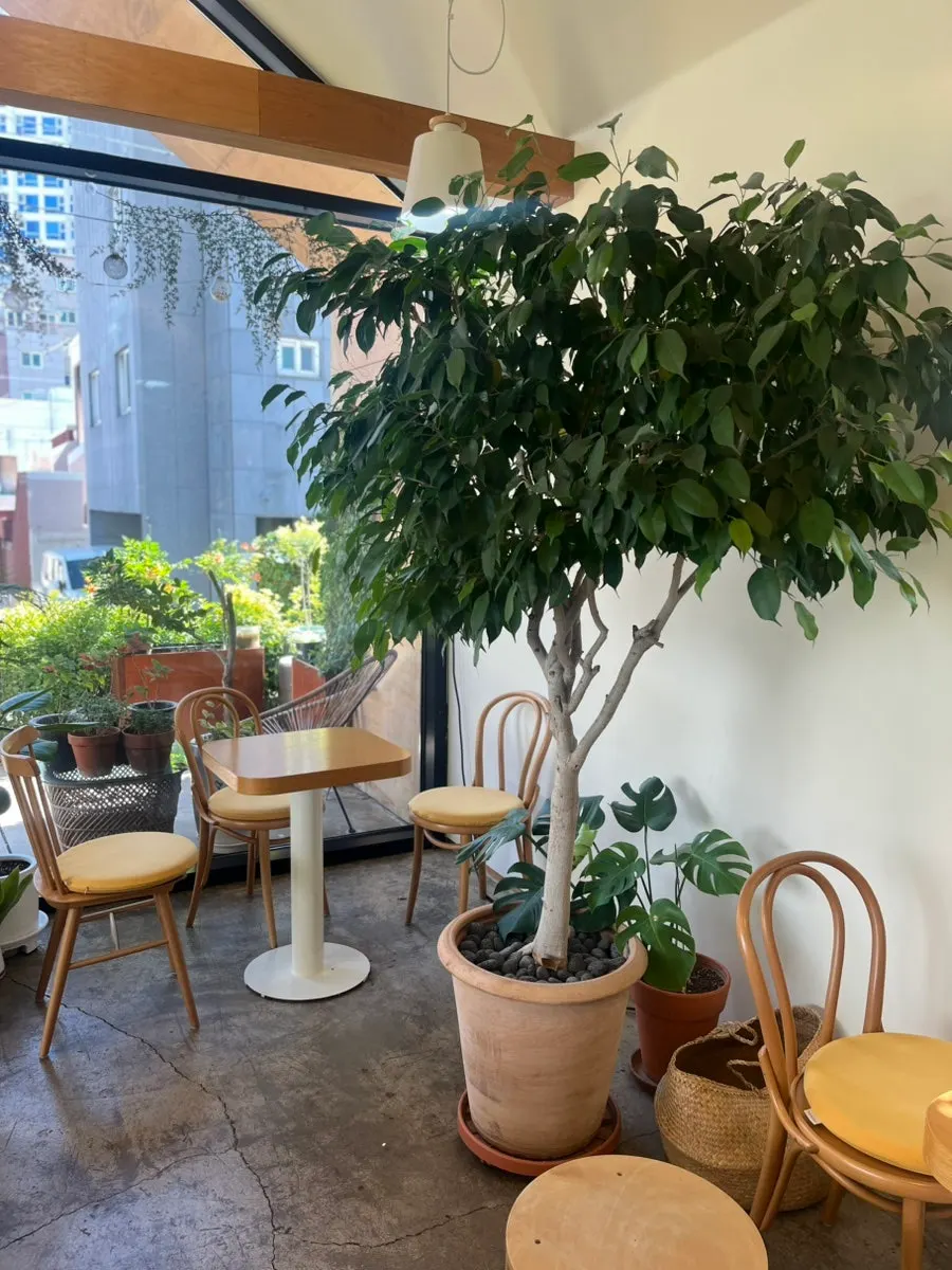 Corner of the café filled with well-tended potted plants