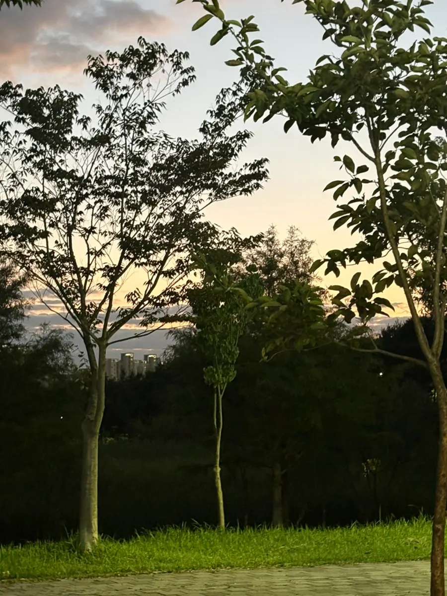 Seasoned pork ribs grilling against a sunset backdrop