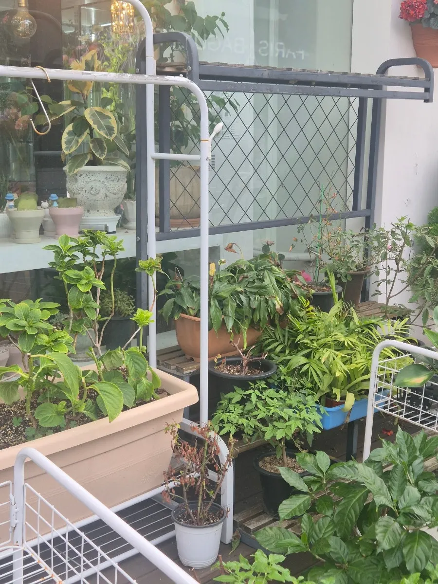 混有粉色系花朵的花绽放花束