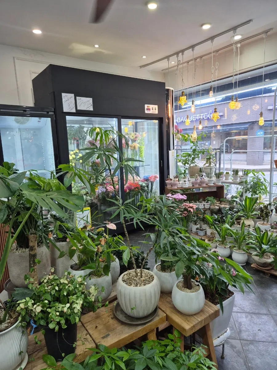 摆满盆栽的花绽放店内