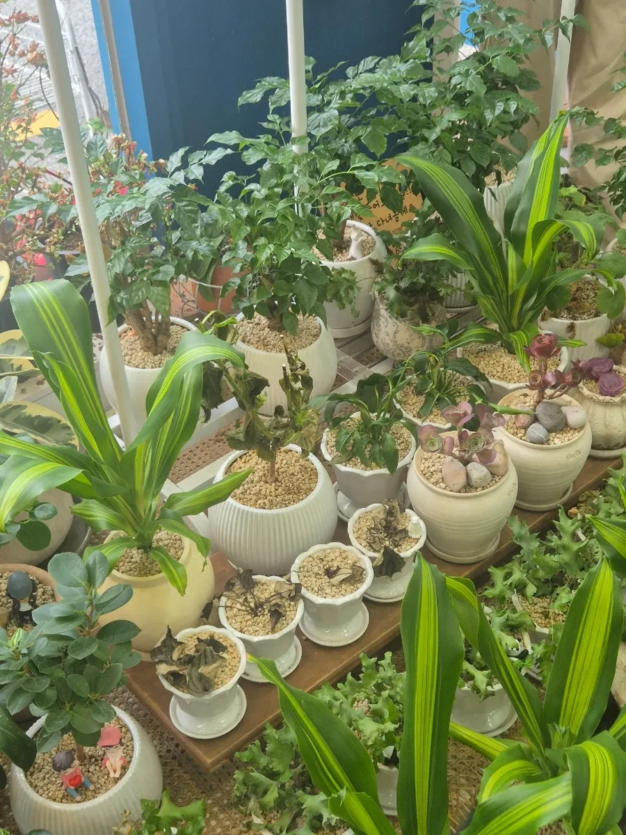 适合居家养护的植物盆栽陈列
