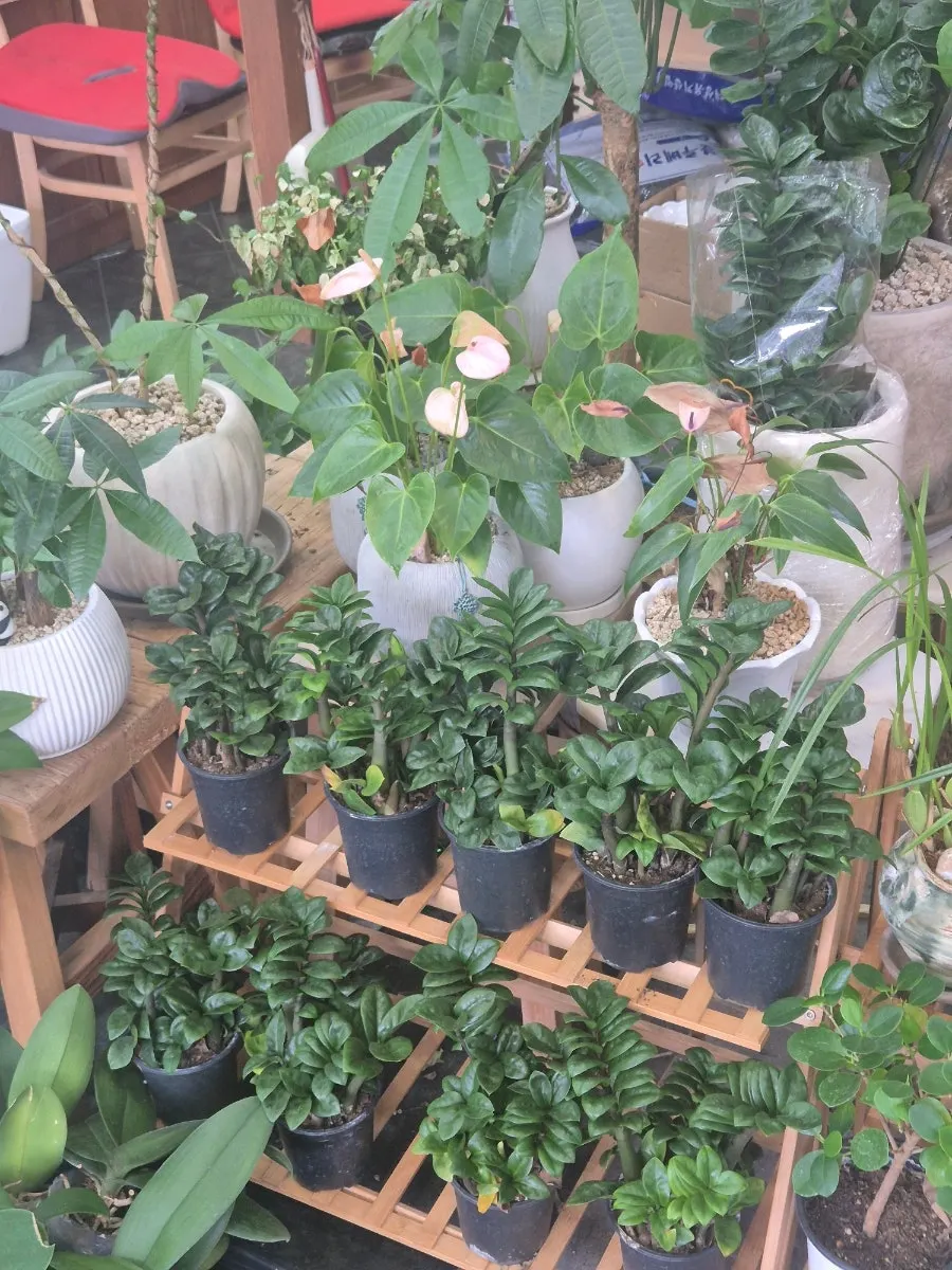 种有野花的考拉造型花盆