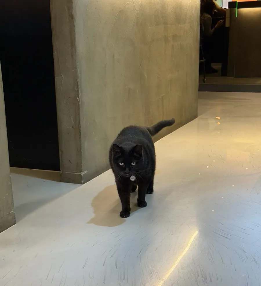 체이퍼헤어 의정부점 마스코트 고양이 나비