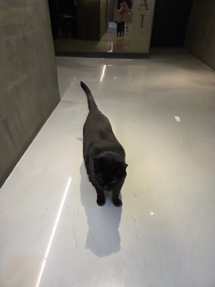 미용실에 가끔 있는 고양이