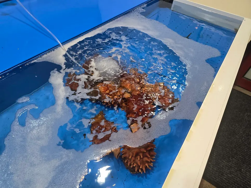 입구의 해산물 수조