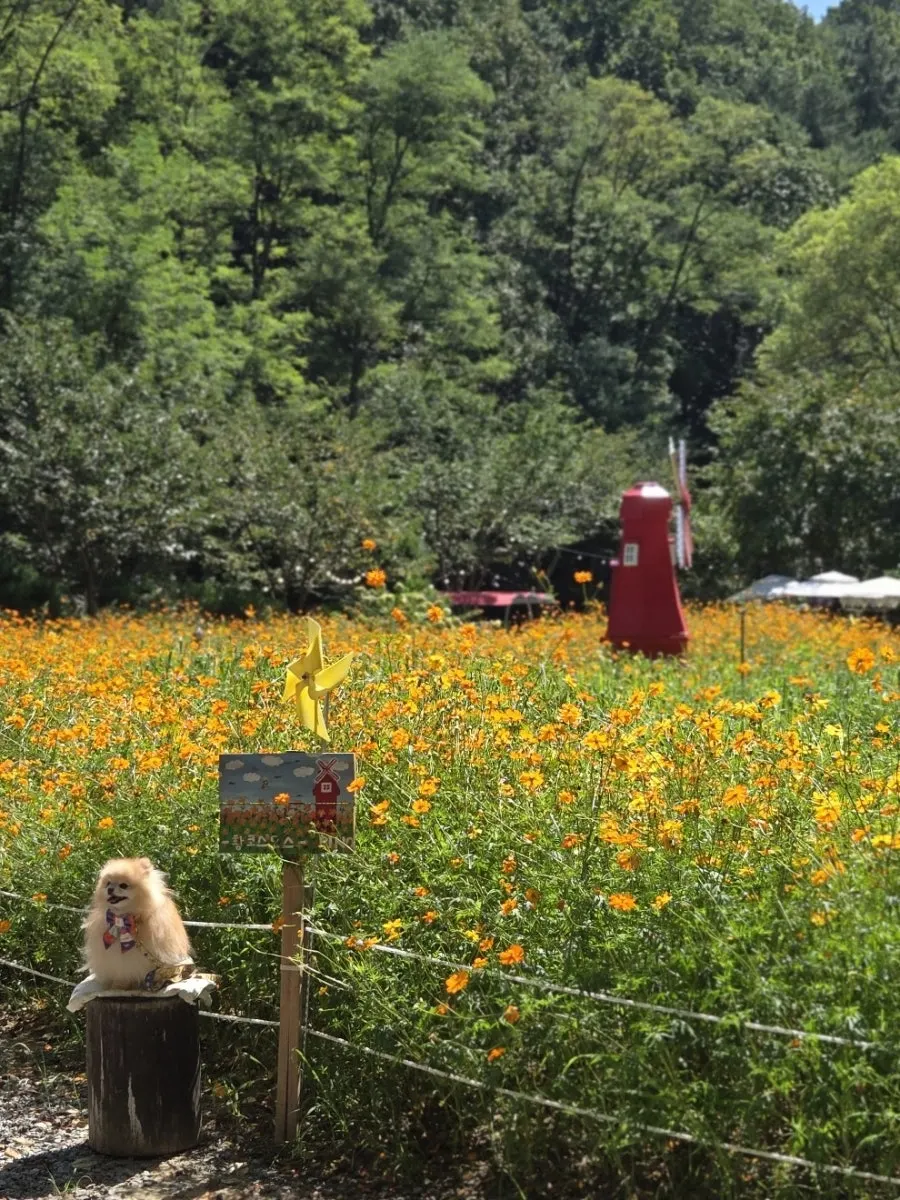 Yellow cosmos and windmill photo spot