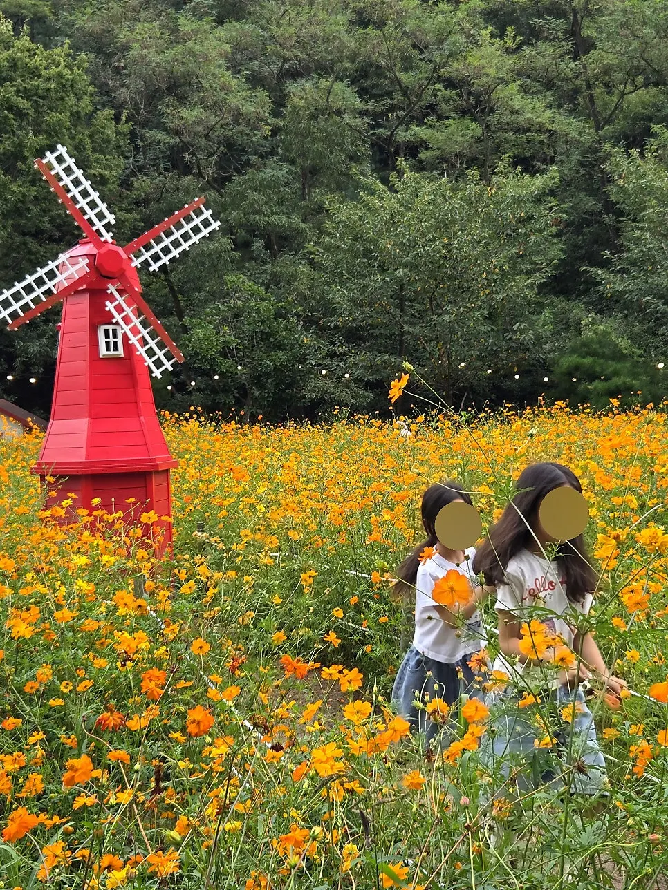 코스모스 산책로와 풍차 정원