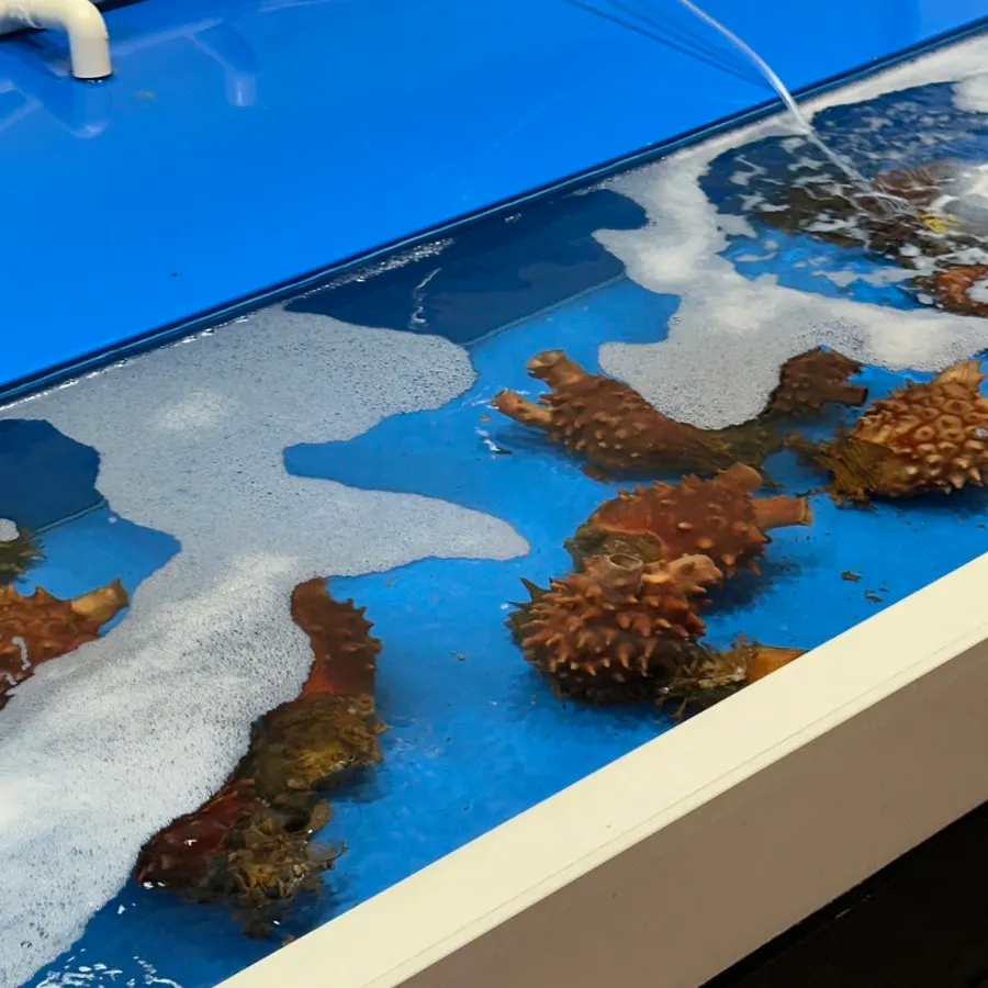 Fresh sea squirts displayed at the entrance