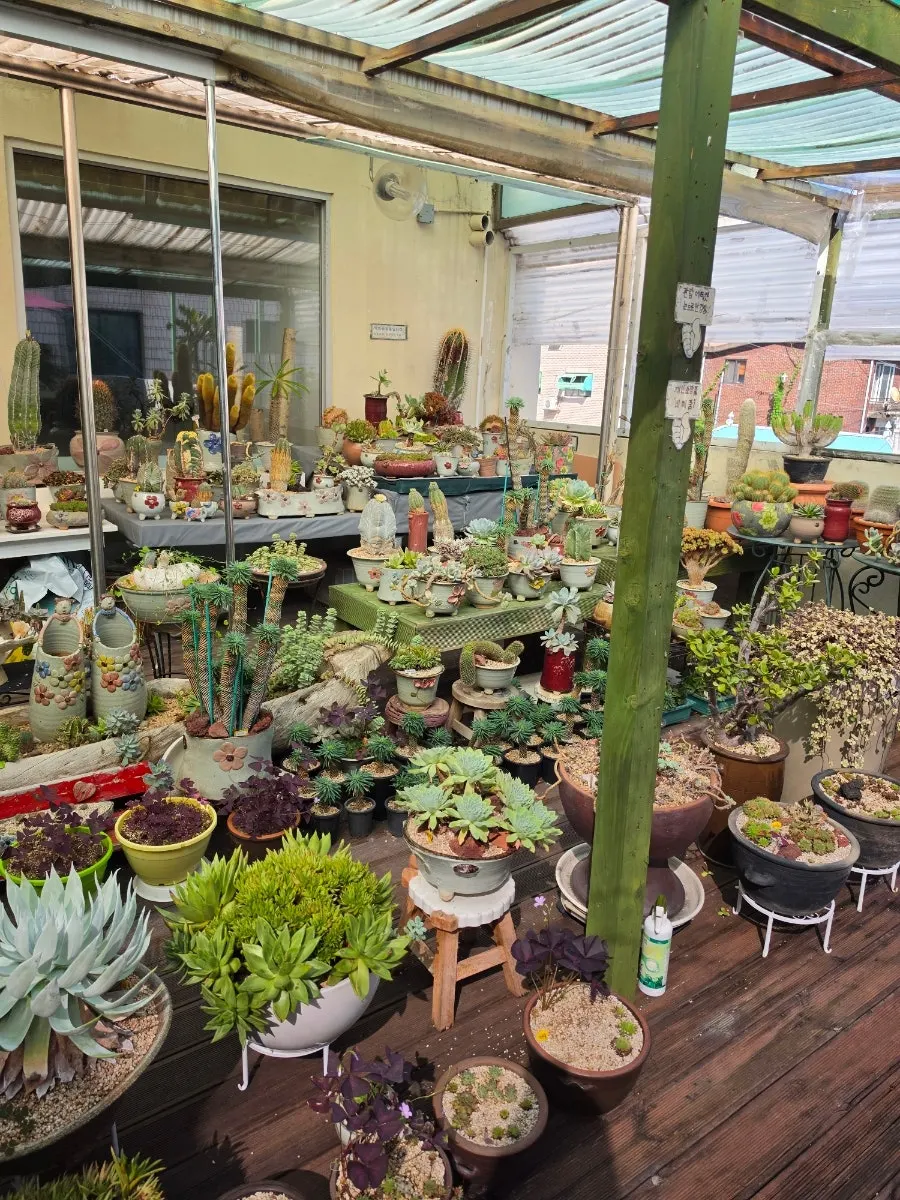 Display succulents on the third floor