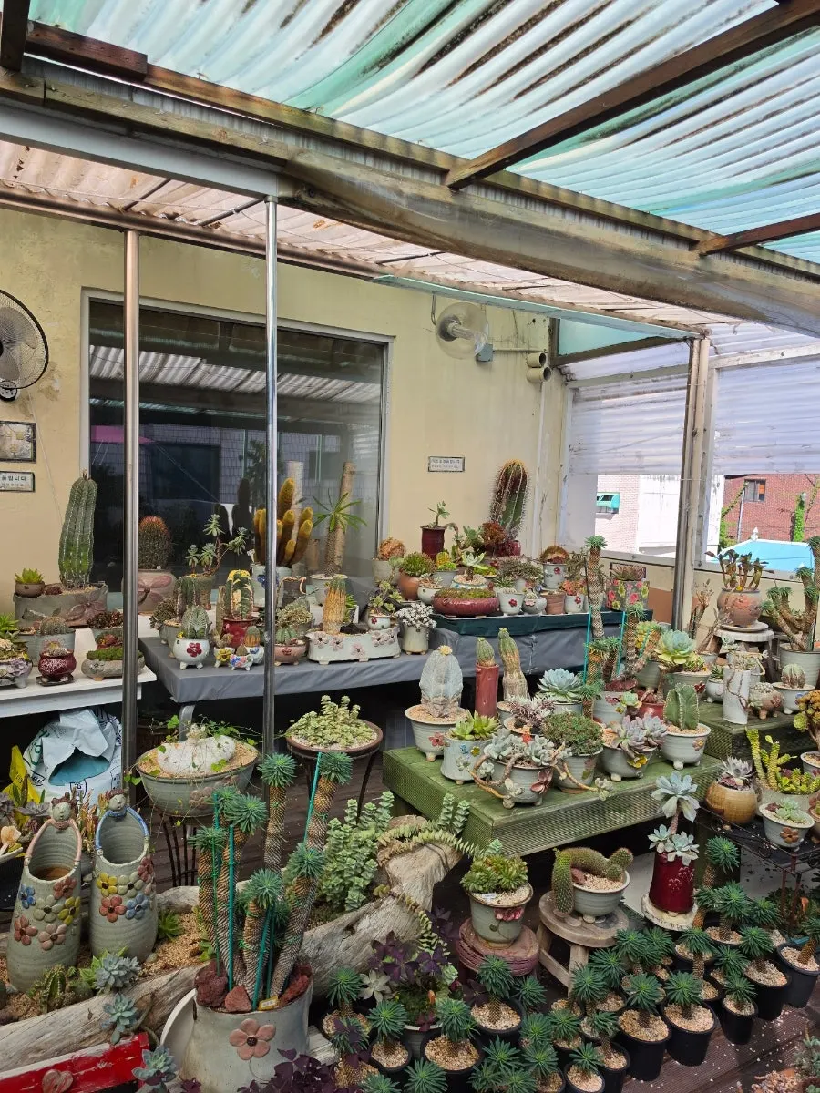 Fascinating succulents in the display area