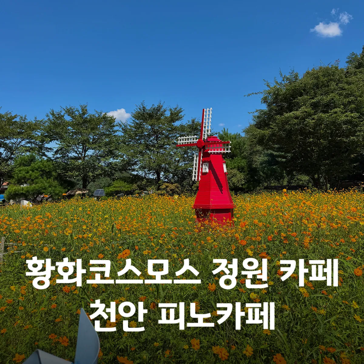 Hero image introducing a visit to Pino Cafe Cheonan