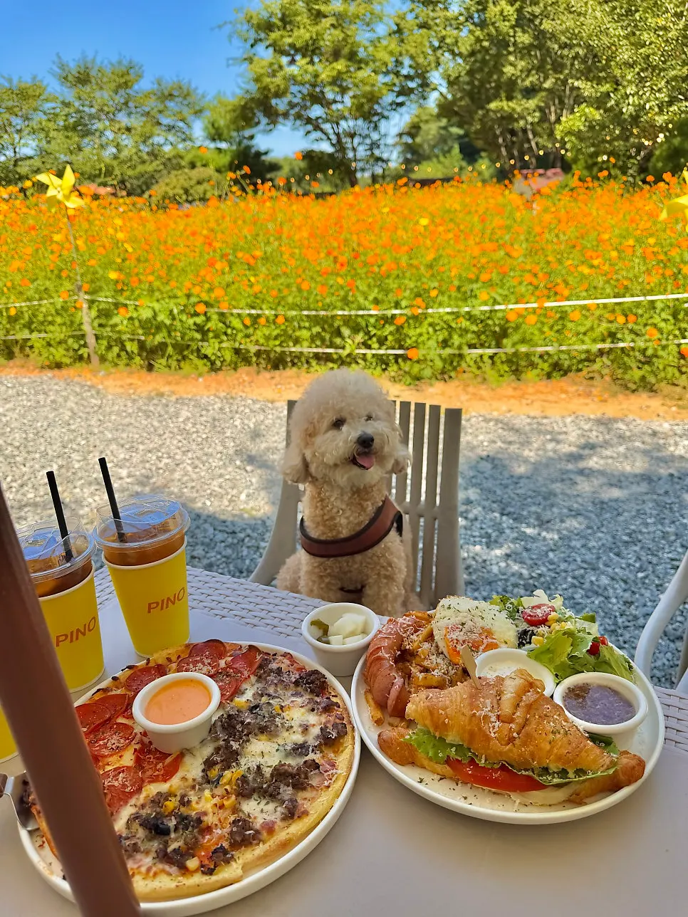 Outdoor garden outing at Pino Cafe Cheonan