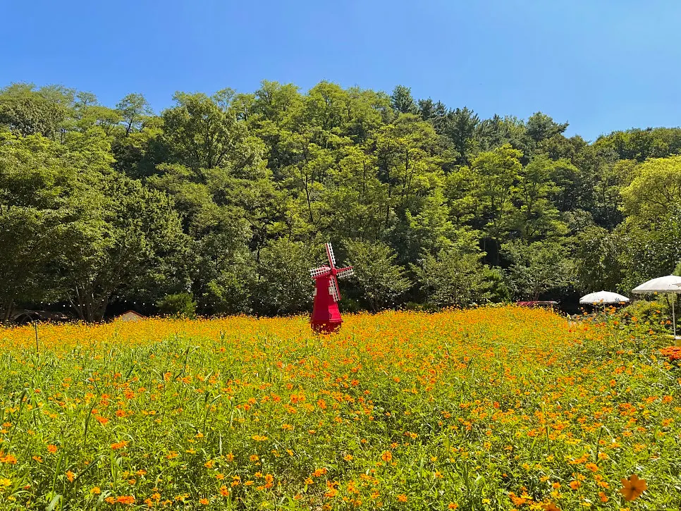 Pino Cafe Cheonan garden decorated for each season