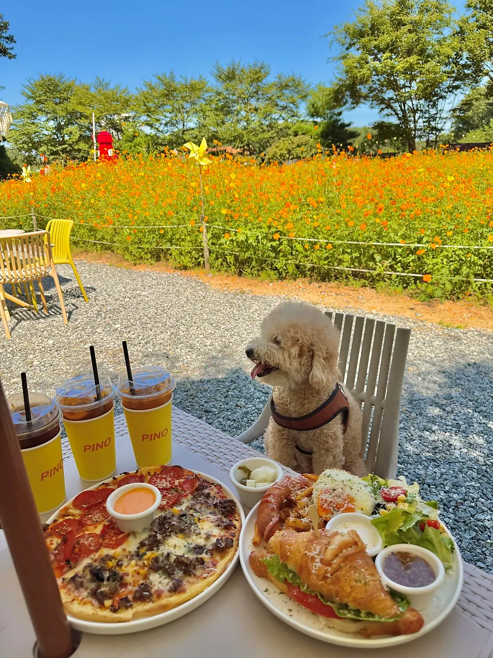 Using the spacious outdoor space with a dog