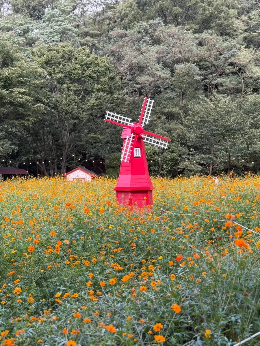 Pino Cafe Cheonan yellow cosmos flower field
