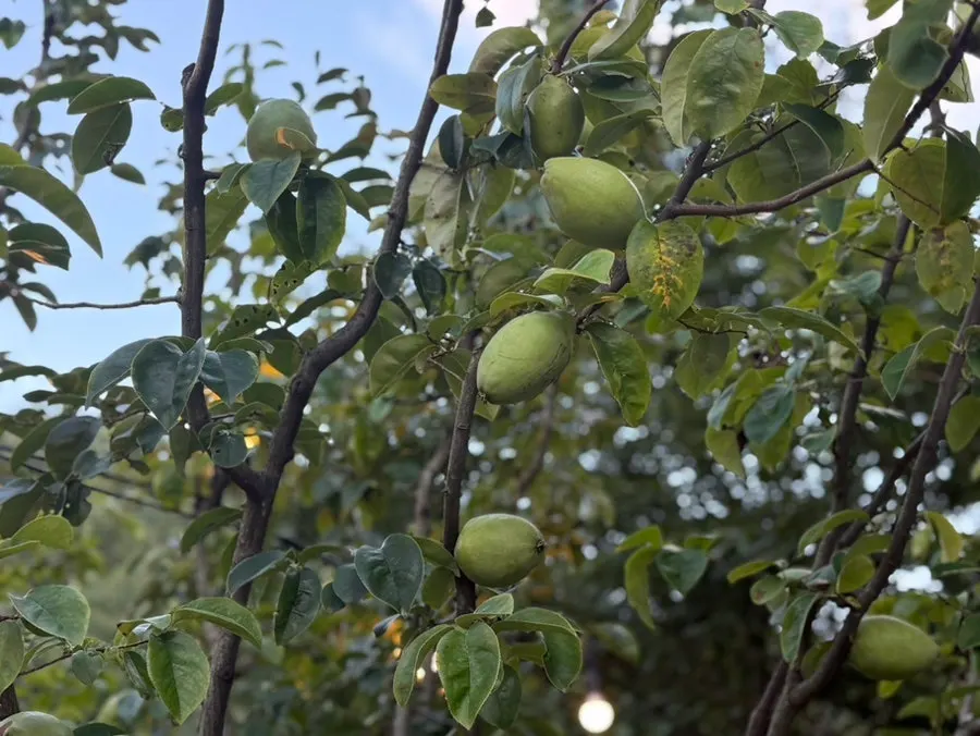 Natural scenery around the café