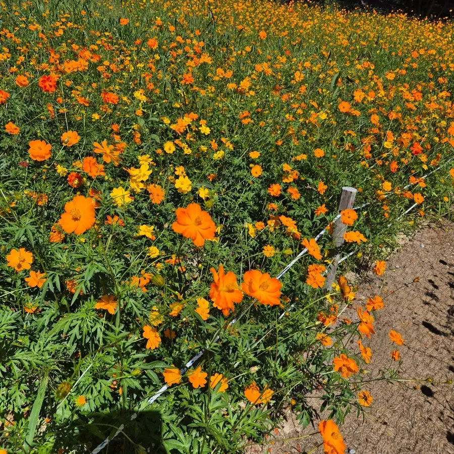 Yellow cosmos flower bed in the garden