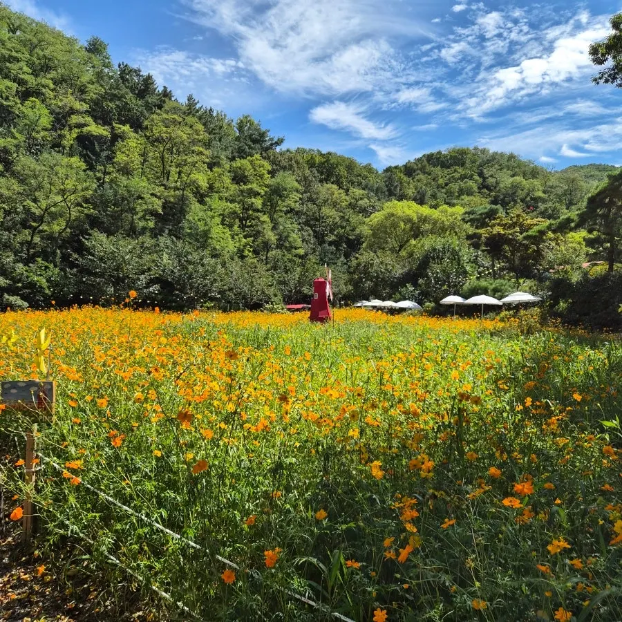 Café garden with yellow cosmos in bloom