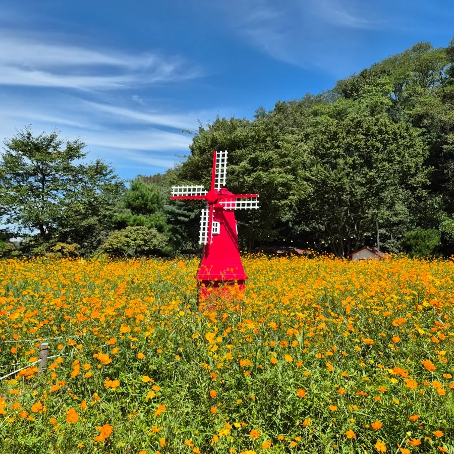 Red windmill among yellow cosmos