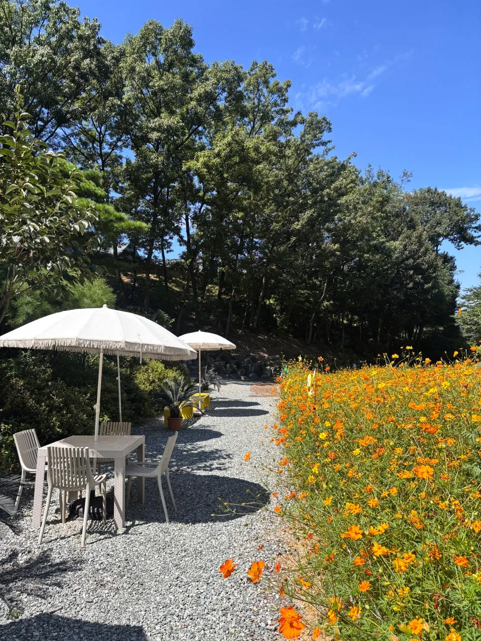 Pino Cafe garden with blooming yellow cosmos