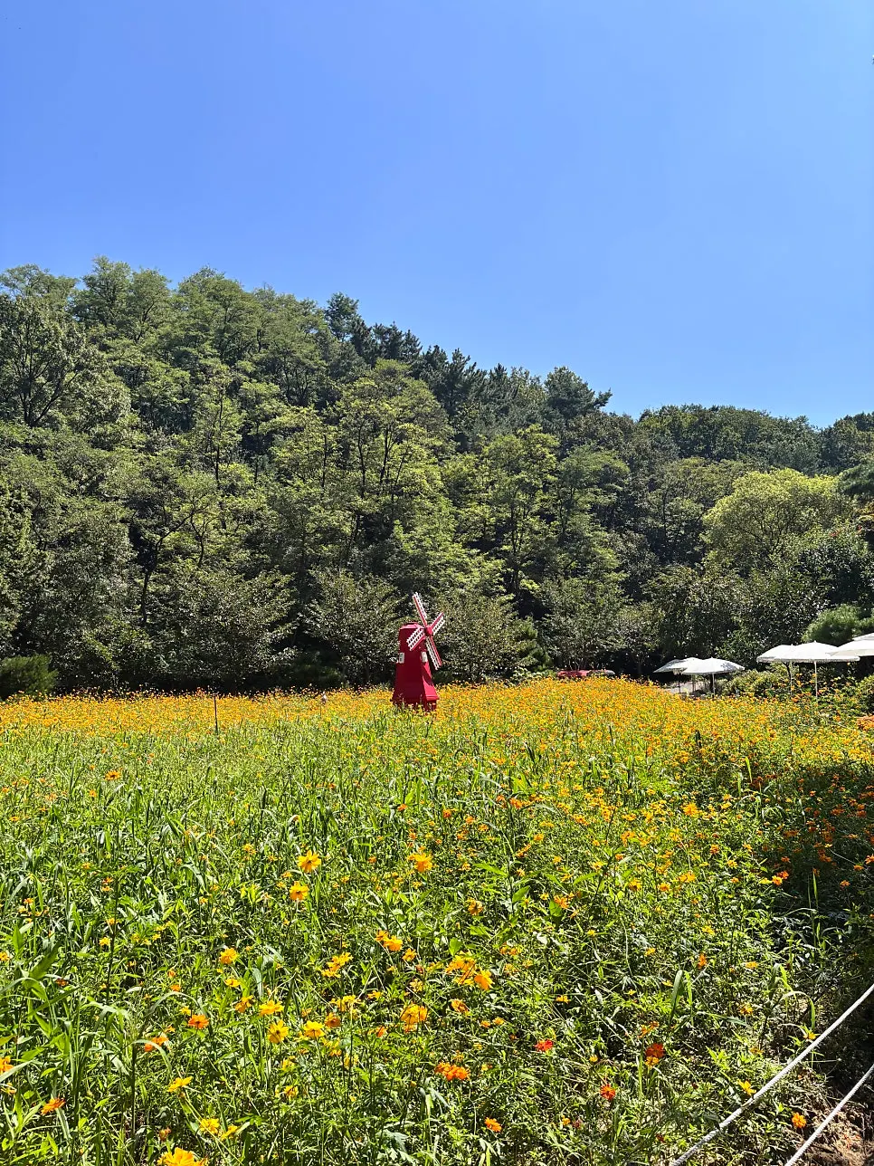 Garden photo spot with yellow cosmos