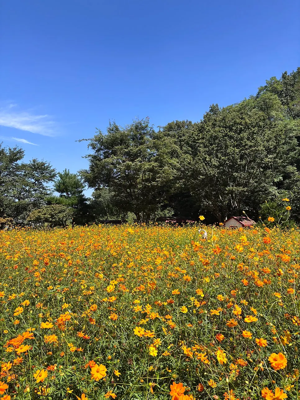 Garden of yellow cosmos