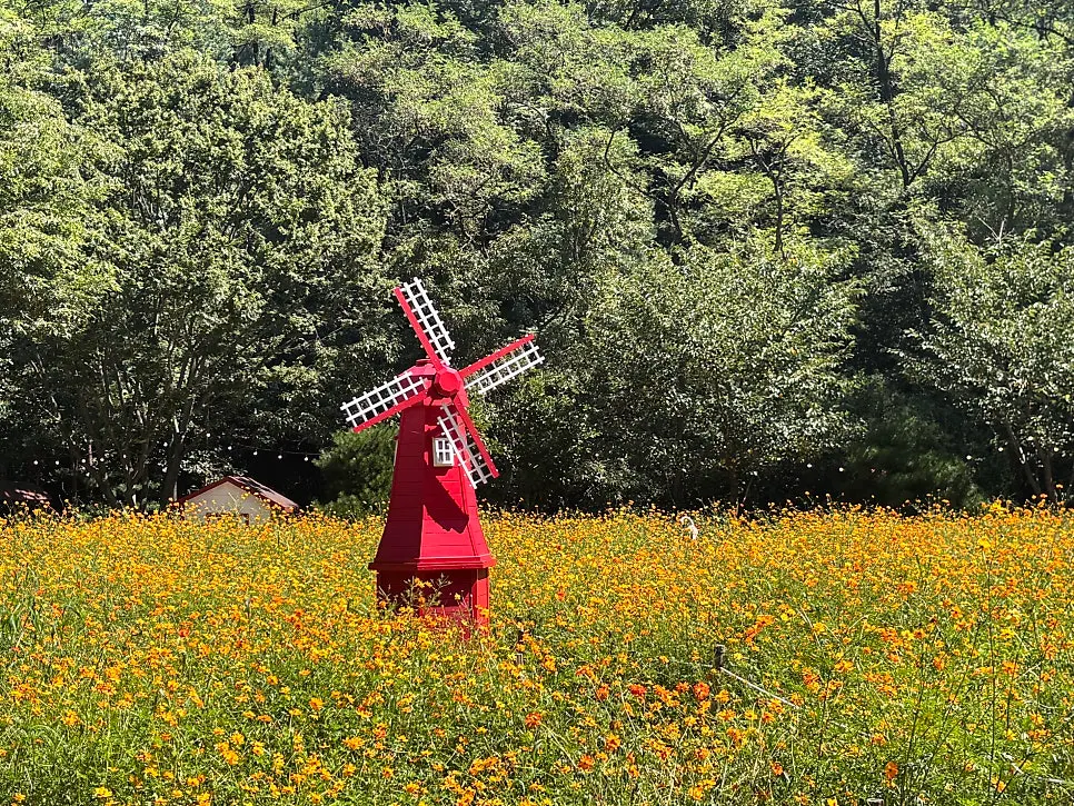Yellow cosmos and the windmill photo spot