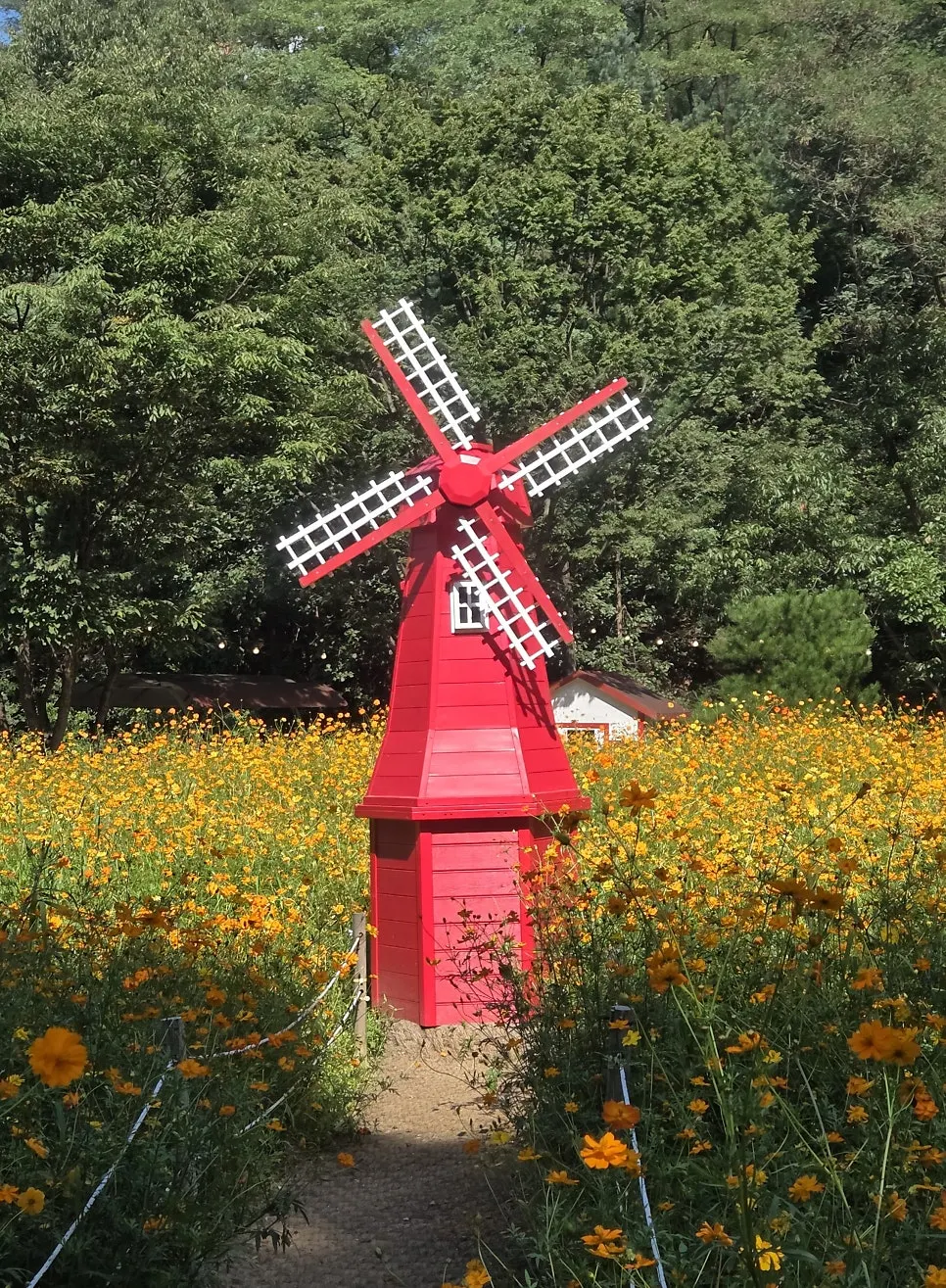 Yellow cosmos field and red windmill photo spot