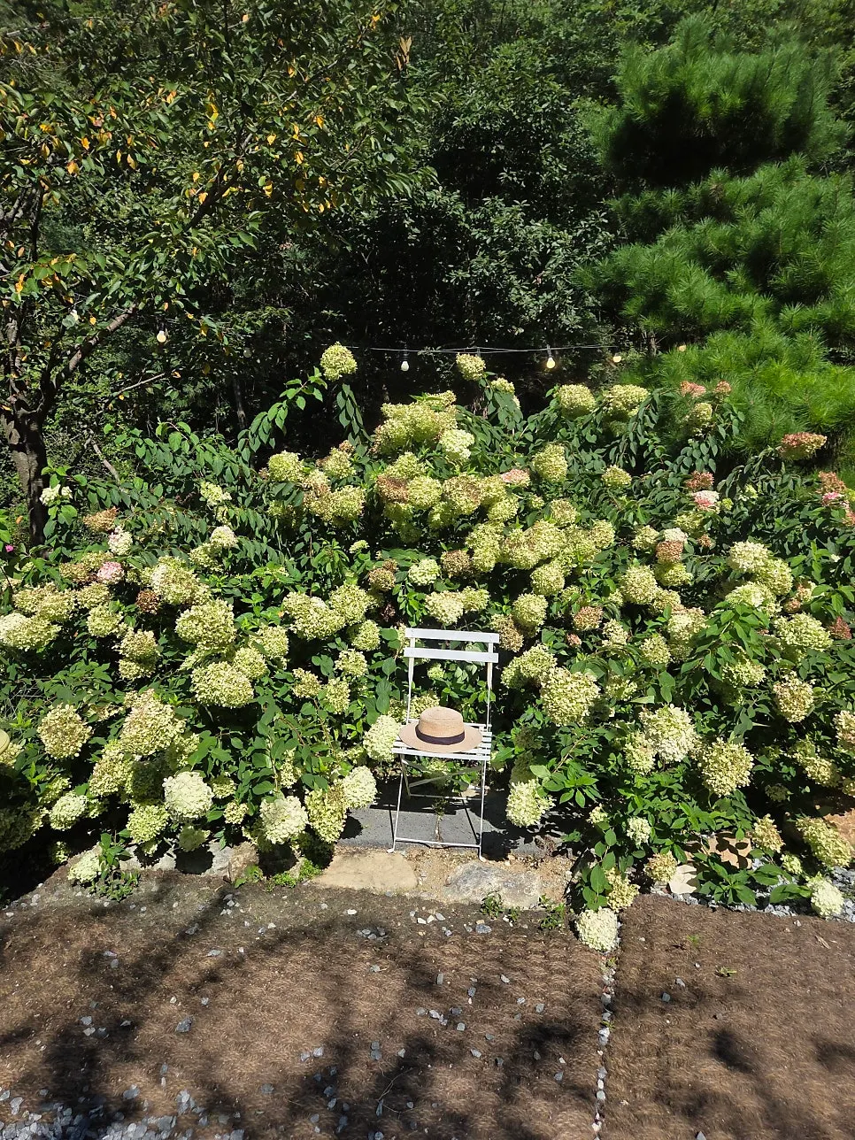 Another photo spot in Pino Cafe's outdoor garden