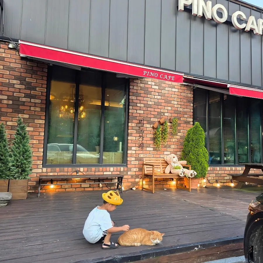 Cat in front of the café