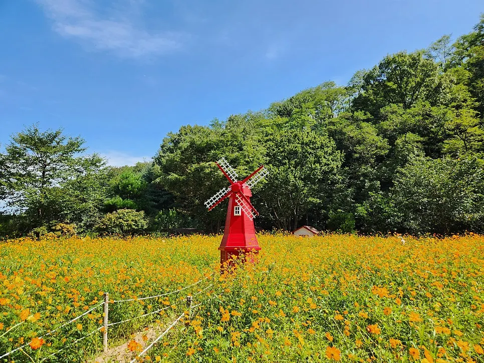 Pino Cafe Cheonan exterior with yellow cosmos and sky