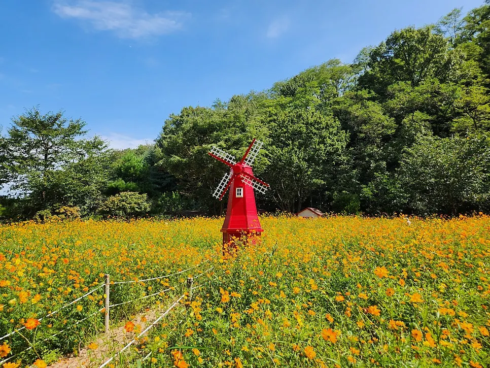 Yellow cosmos blooming in the garden at Pino Cafe Cheonan