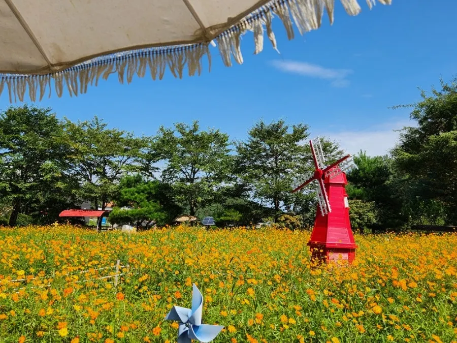 Outdoor space at Pino Cafe Cheonan with autumn flowers