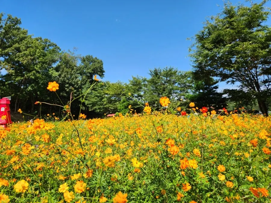 Shrimp pizza and a yellow cosmos garden in Pungse, Cheonan, at Pino Cafe Cheonan