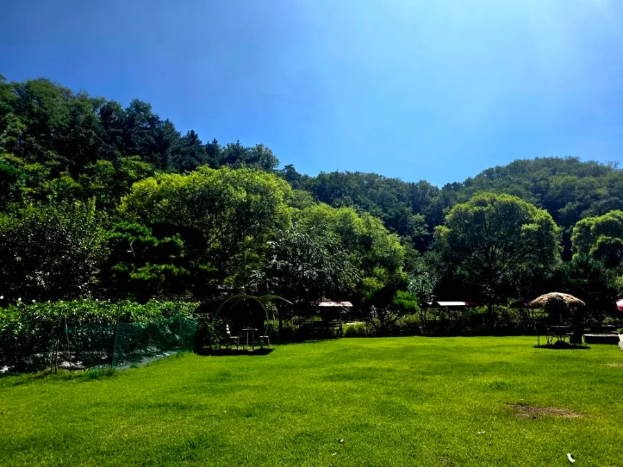 Yellow cosmos café in Pungse, Cheonan