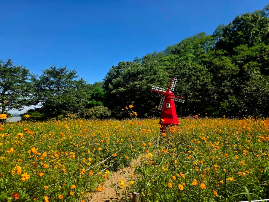 Path to the yellow cosmos field
