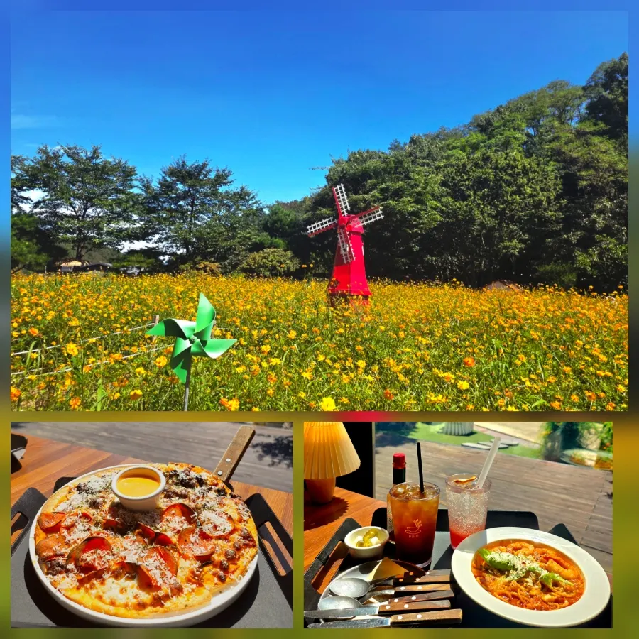 Yellow cosmos and a red windmill