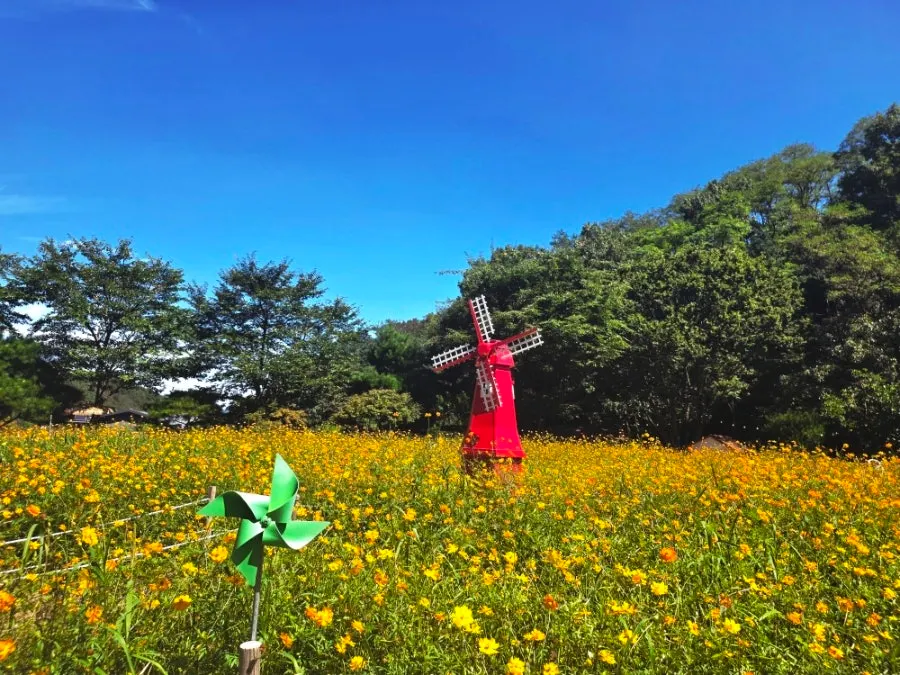 Flower field scenery at Pino Cafe Cheonan