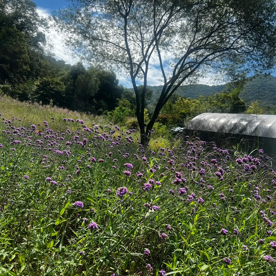Flower field photo spot in front of the windmill