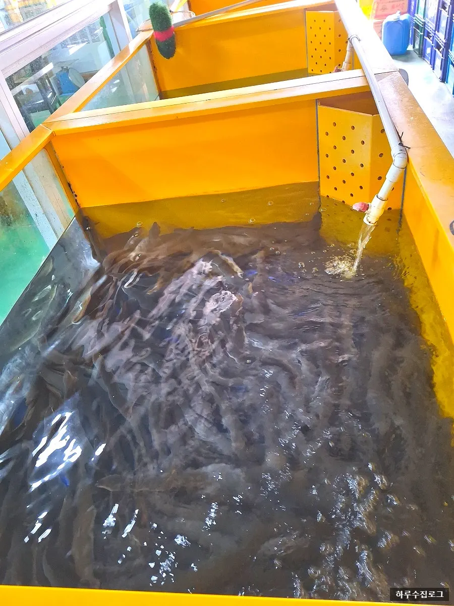 Tank where the eels are kept