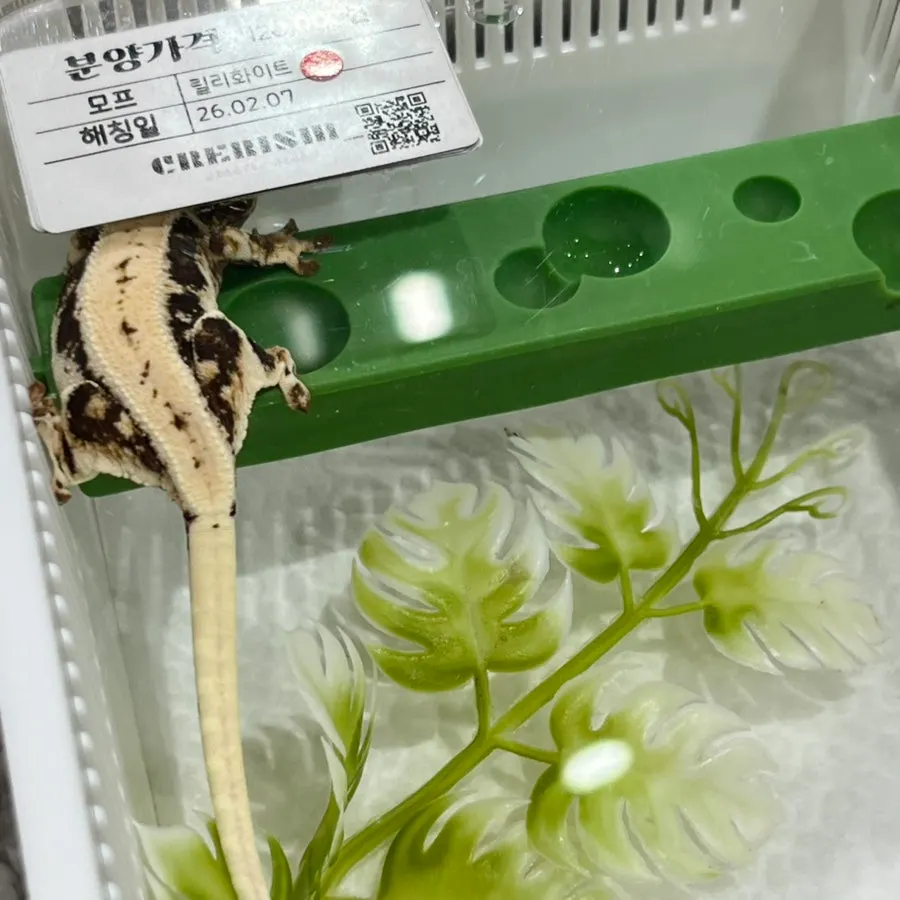 Crested gecko stretching out a small foot