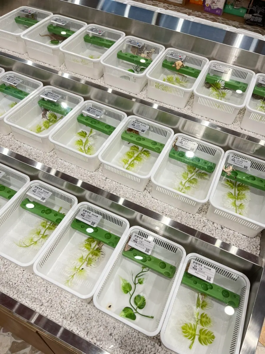 Photo for tracking crested gecko growth