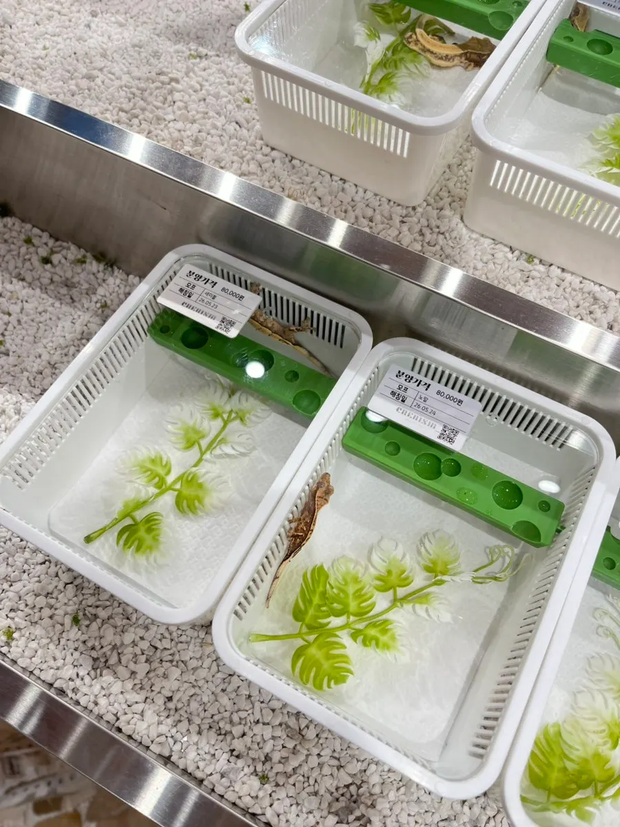 Crested gecko tail and body line
