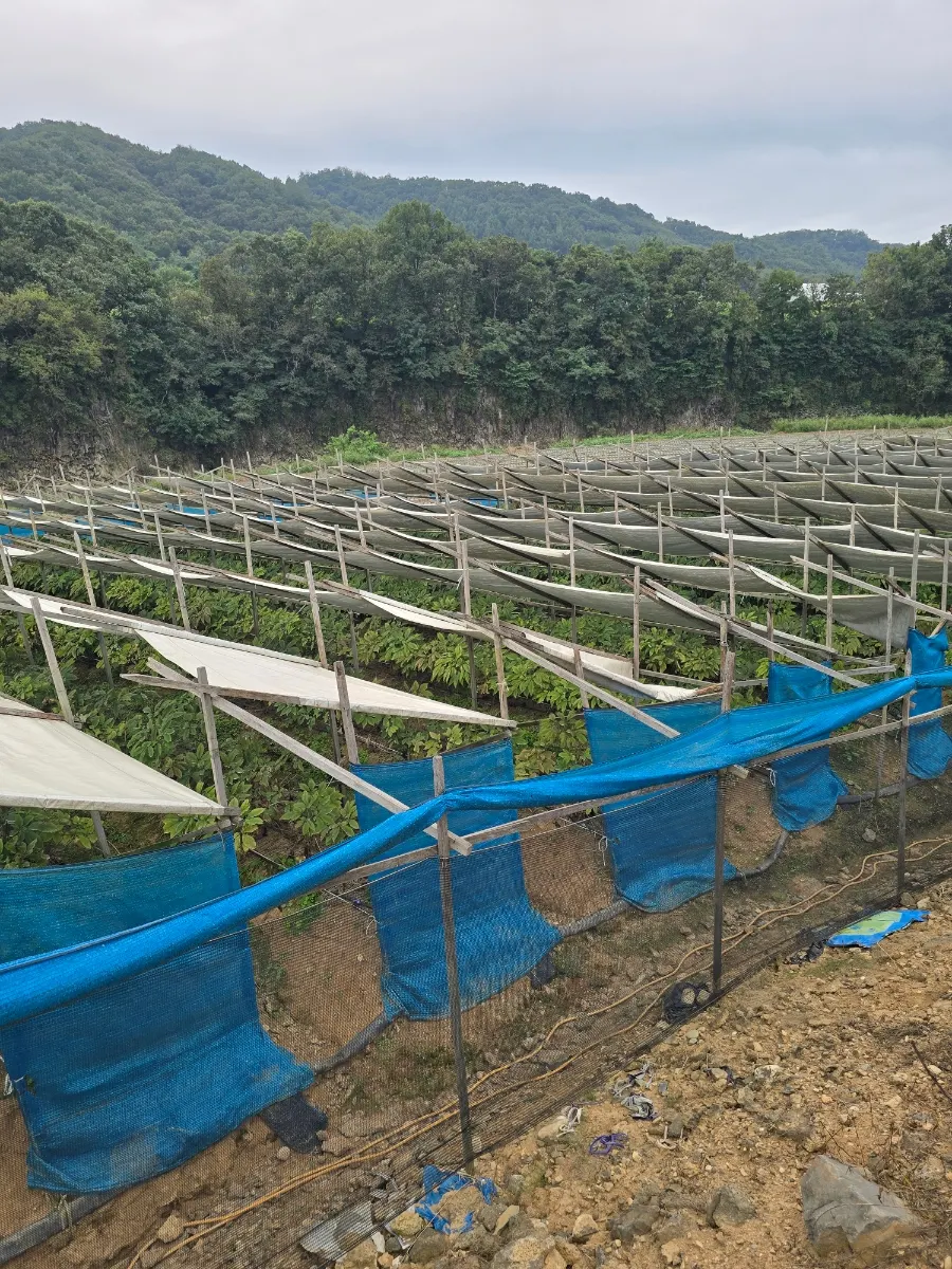 Autumn harvest scene at a farm along the Imjin River