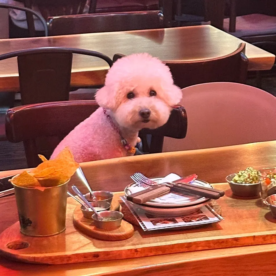 The resident dog at Chilango Seolleung Main Branch